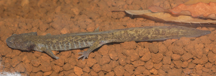 /Vl**　エゾサンショウウオ ３幼体 幼い姿のまま大人に成長　珍しい「エゾサンショウウオ」を公開　岐阜・各務原市 (21⁄12⁄17 11:31)